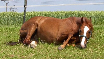 JimBob - great to lying on the grass (June2002)