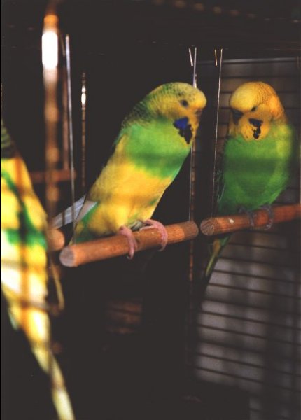 Tweety (left) and Winni